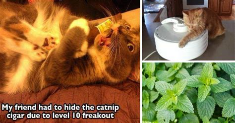 Cats High On Catnip Is The Funniest Thing Youll See All Week