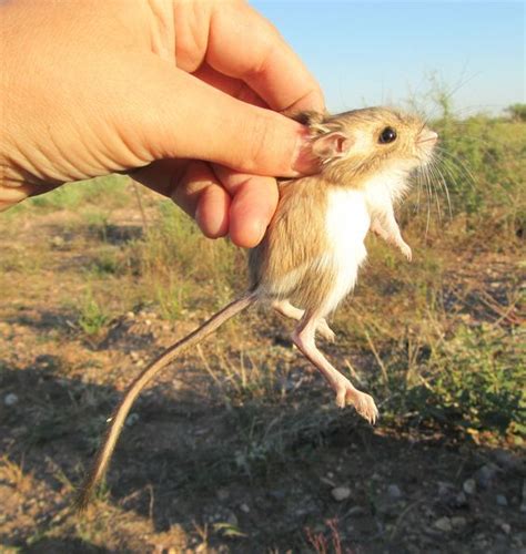 Todo Sobre La Rata Canguro Como Mascota ¡no Te Lo Pierdas