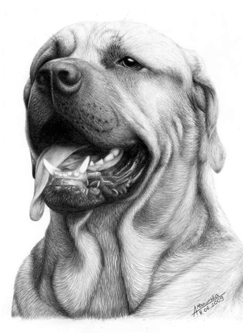 Realistic Dog Drawing Outline Canvas Site