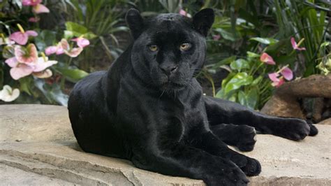 Поделка черная пантера 57 фото фото картинки и рисунки скачать