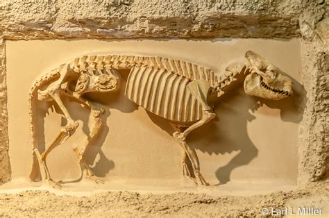 It's free, small and has several great specimens, including a mosasaur and plesiosaurus. December 18 Black Hills Geology - Nan Miller Times