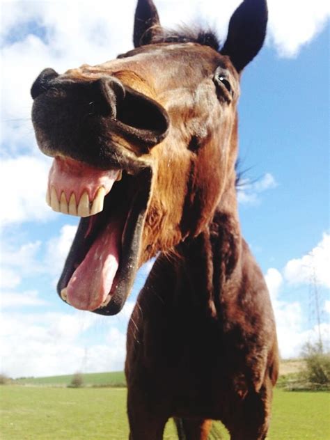 Close Up Of Horse Mouth Open By Stuart Ince Eyeem