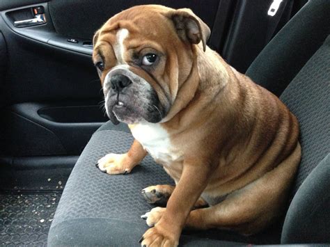 These Adorably Dramatic Dogs Have Mastered The Art Of The Guilt Trip