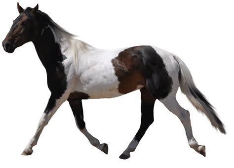 Download Horse Png Image Download Picture Transparent Background Hq Png