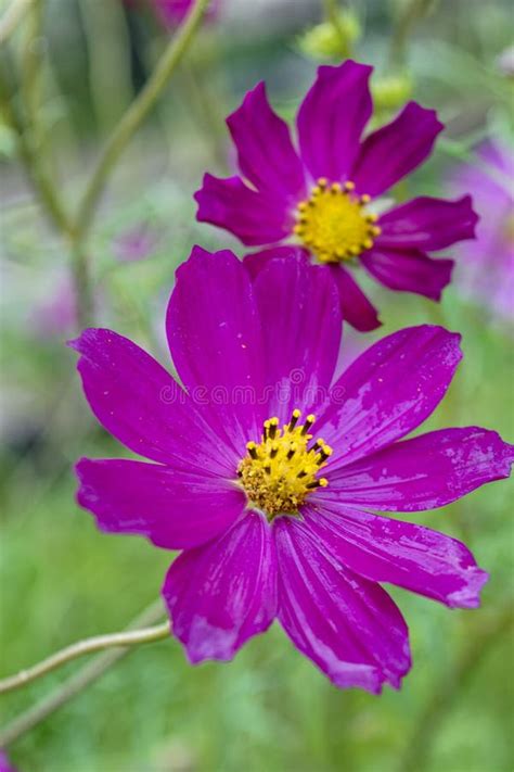 Close Up Of Pink Cosmos Flower With Blur Background Stock Image Image