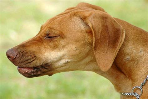 Pharyngitis In Dogs Symptoms Causes Diagnosis Treatment Recovery