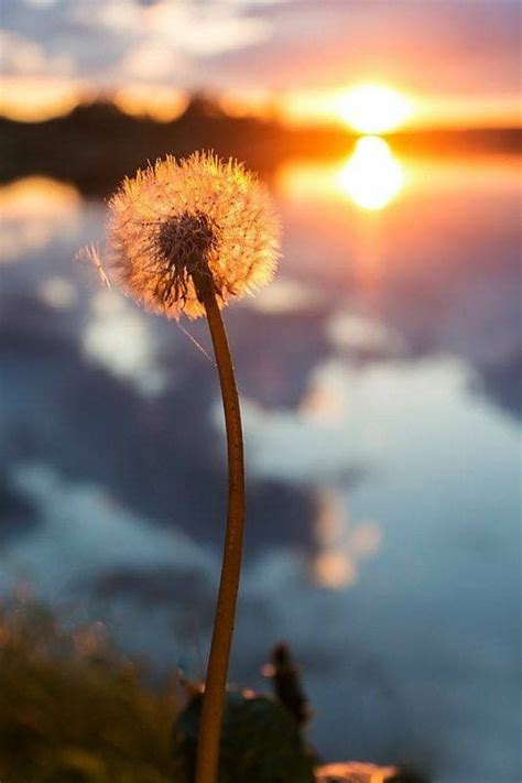 Dandelion Sunset Make A Wish And May Your Dreams Come True 💭 Creative