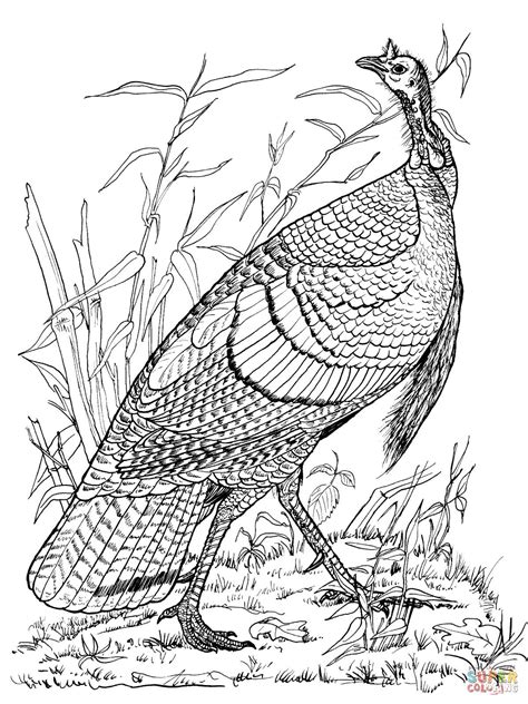 These would be great for thanksgiving parties or gatherings, as. adult Coloring pages Thanksgiving | Wild Turkey Hen ...