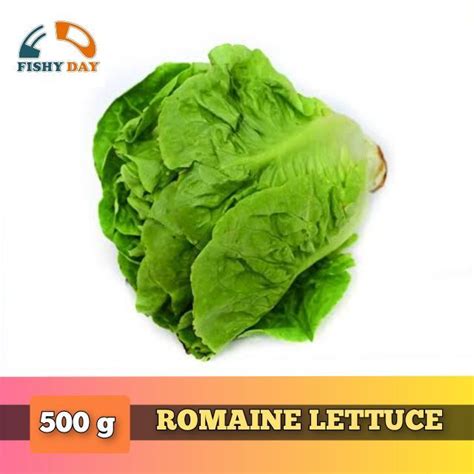 Fresh Lettuce Romaine 500 Grams Lazada Ph