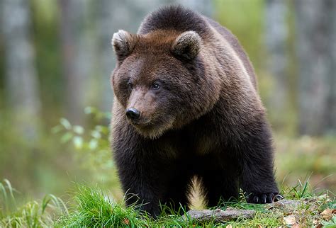 Eurasian Brown Bear Tony Moss Wildlife Photographer