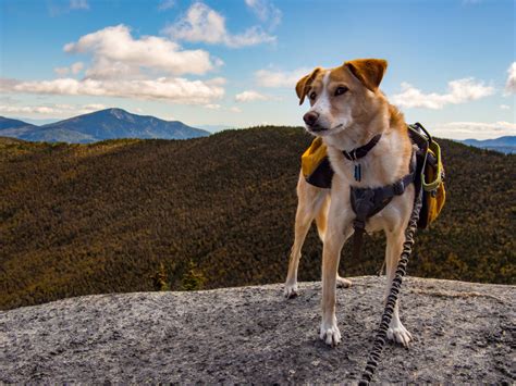 10 Tips For Hiking With Your Dog Azpetvet