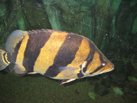 Siamese Tigerfish Wikipedia