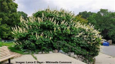 Types Of Buckeye Trees With Their Flowers And Leaves Pictures