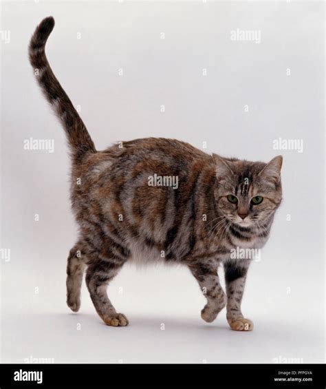 Pregnant Tortie Tabby Cat With Green Eyes Stock Photo Alamy