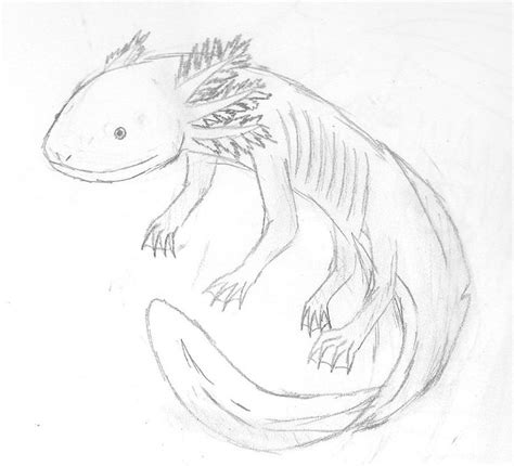 Axolotl Drawing Easy 51 Axolotl Drawing Ideas Axolotl Drawings Art