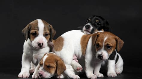 Cute Little Puppies 1920 X 1080 Hdtv 1080p Wallpaper