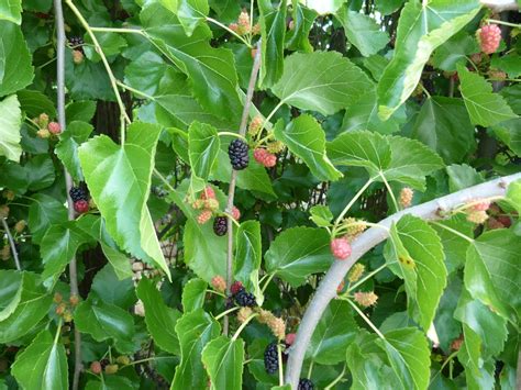I live in a rental so do not know what type of mulberry it is. Deborah Lawrenson: Bearing fruit...mulberries