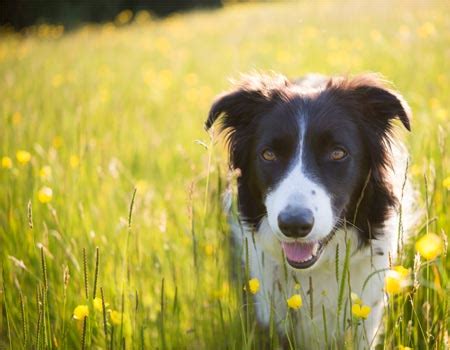 Compare Dog Insurance Quotes | Compare the Market