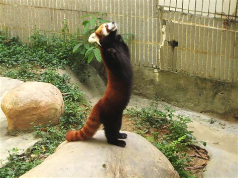 Filelesser Panda Standing