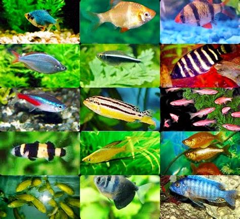 Ikan air tawar memang menjadi primadona untuk dijadikan sebagai ikan hias di akuarium ataupun di kolam. ikan hiasan air tawar: IkaN LaGa..
