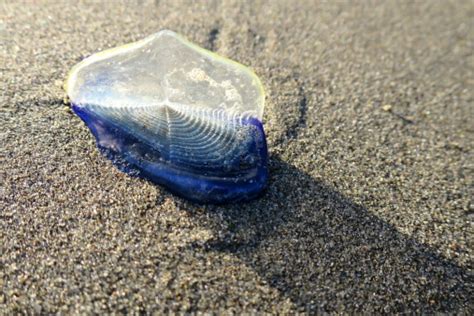 Thousands Of Blue Sea Creatures Wash Up On Local California Beaches