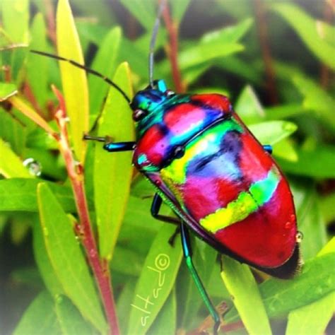 Magnificent Multi Colour Bugs And Insects Insects Beetle Insect