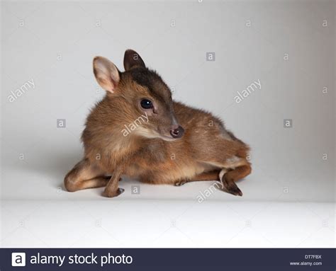 Juveniles Muntjac Deer In Studio Stock Photo Alamy