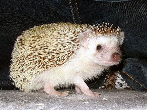 A Complete Guide To Raising Pet Hedgehogs Pethelpful