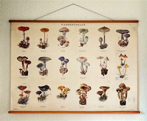 Vintage Botanical Poster Mushroom Identification Chart From