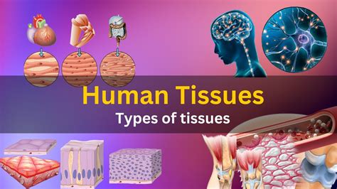 Human Tissues Human Tissue Anatomy And Physiology Human Tissues