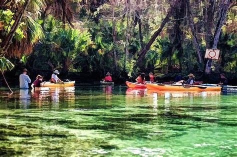 This Picture Is From A Photograph Taken While Kayaking On Weeki Wachee