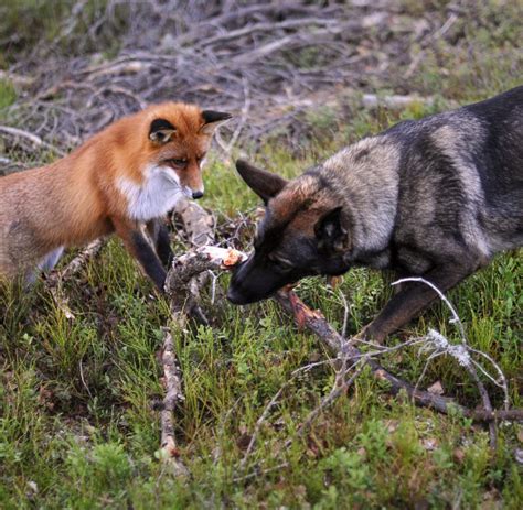 Tierische Freundschaft Wenn Sich Fuchs Und Hund Plötzlich Lieb Haben