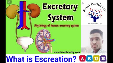 Biology Excretory System Excretion Youtube