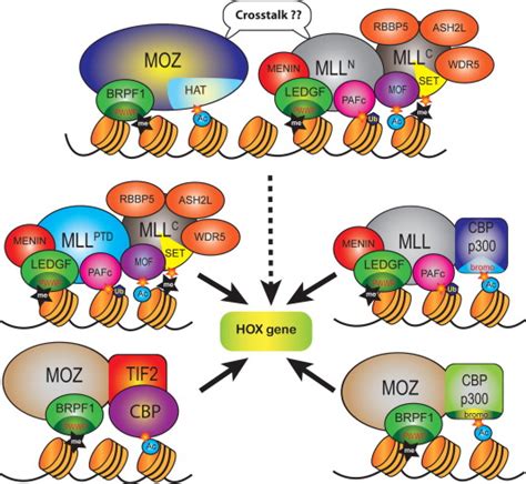 Chromosomal Translocations Involving Histone Acetyltransferases Hats