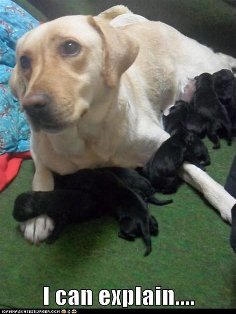 Well, You Know What They Say About Black Labs... - I Has A Hotdog - Dog