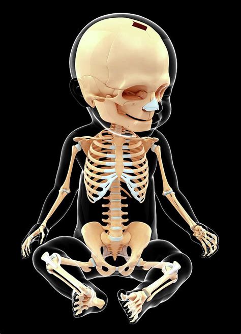 Babys Skeletal System Photograph By Pixologicstudio Pixels