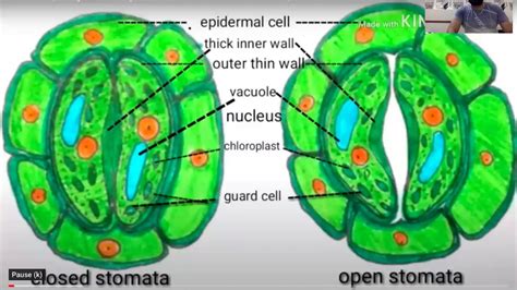 Internal Structure Of Leaf And Opening And Closing Of Stomata Youtube