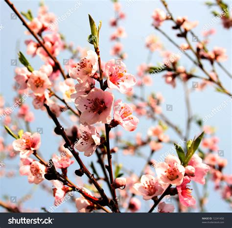 Bright Pink Cherry Blossoms Growing On Stock Photo 12241450 Shutterstock