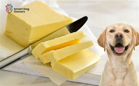 Can Dogs Eat Butter Smart Dog Owners
