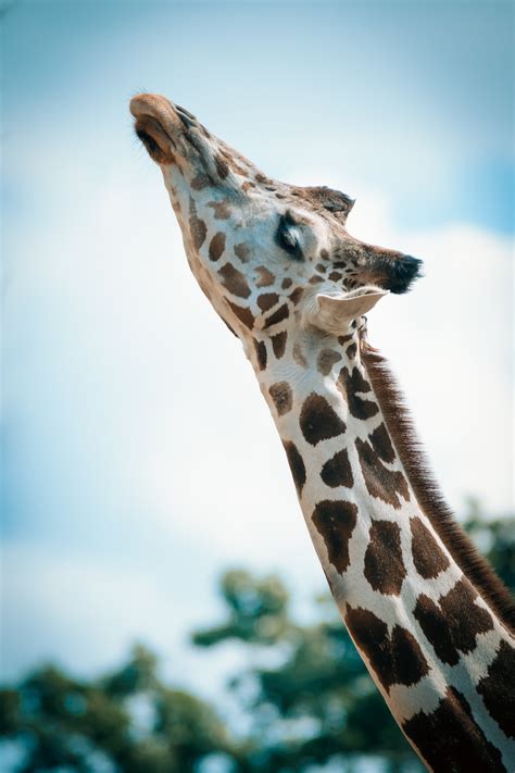Close Up Photography Of Giraffe · Free Stock Photo