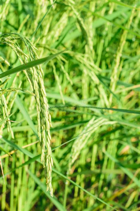 Rice Plant In Rice Field Stock Image Image Of Growth 62246849