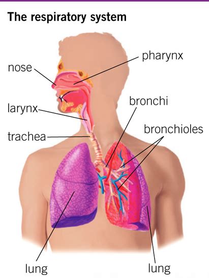 The main organs are the lungs, which work in concert with the cardiovascular system. Halotherapy (Salt Therapy) - What? How? Where? When? Who?
