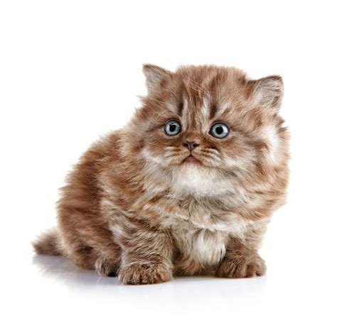 We fell in love with british short hair (bsh) cats and kittens because of their personalities and feline beauty. Charming British Longhair kitten photo and wallpaper ...