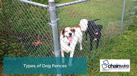Fencing Ideas For Pet Owners Chainwire Fencing Specialist