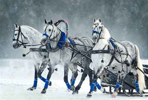 Horse Breed Orlov Trotter Horse Riding Holidays And Safaris