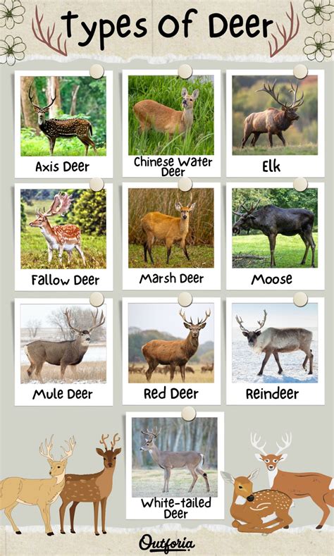 10 Fascinating Types Of Deer Id Guide With Photos And Facts