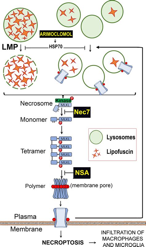 Lipofuscin Causes Atypical Necroptosis Through Lysosomal Membrane