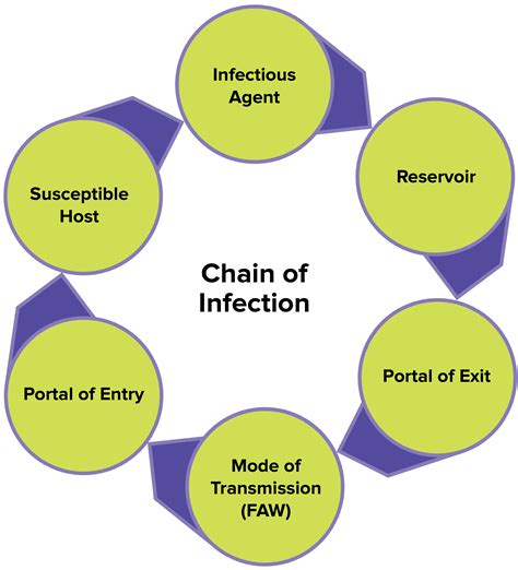 chain of infection diagram printable