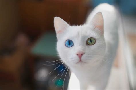 Cat are renowned for their elegant grace and beauty, and one particular element that feline fans tend to find most striking is their eyes. Mesmerizing! Fun Facts About Cats Eye Colors - Cole ...
