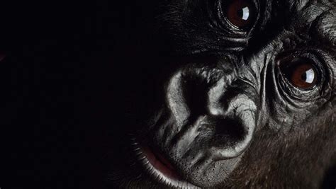 Gorillas Hd Wallpapers Desktop And Mobile Images And Photos